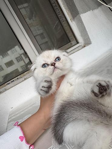 Pişiklər: Britan — 8