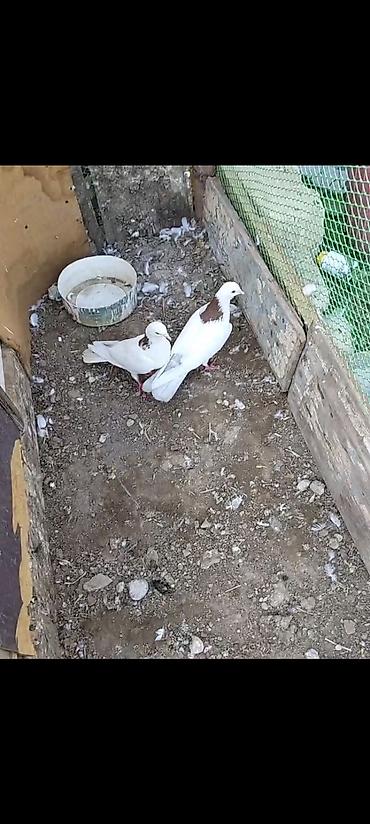 ordek yumurtası satışı: Ağ rəngdə, boyun nahiyəsində qəhvəyi ləkəli 2 ədəd göyərçin cütü. - — 2