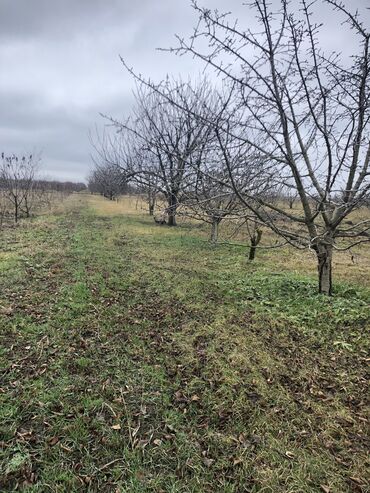 Torpaq sahələrinin satışı: 115 sot, Biznes üçün, Barter mümkündür, Kupça (Çıxarış)