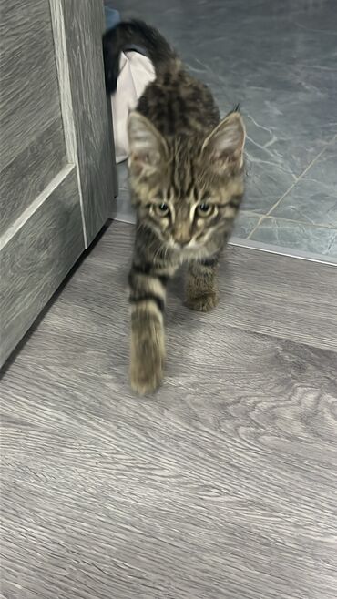 шотландская вислоухая кошка черная: Кошка даром: Беспородная, 7 месяцев, Девочка, Приучена к лотку