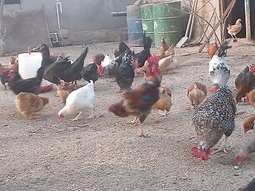 Куры: Yumurta və ətliklik üçün ev quşları – müxtəlif rəng və cinslər — 9