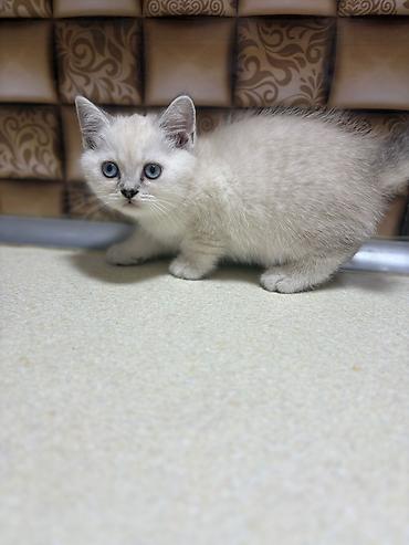 Pişiklər: Britan — 4