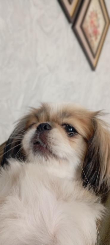tap az it: Pekines — 5