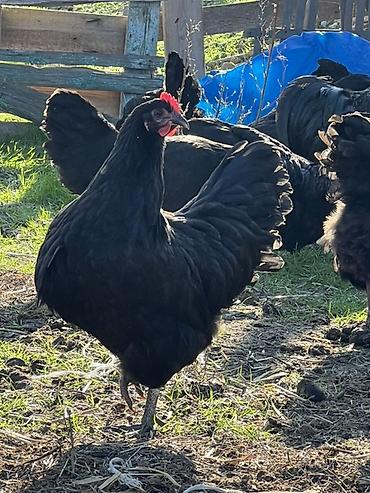 Toyuqlar: Toyuq, Australorp, Damazlıq — 4