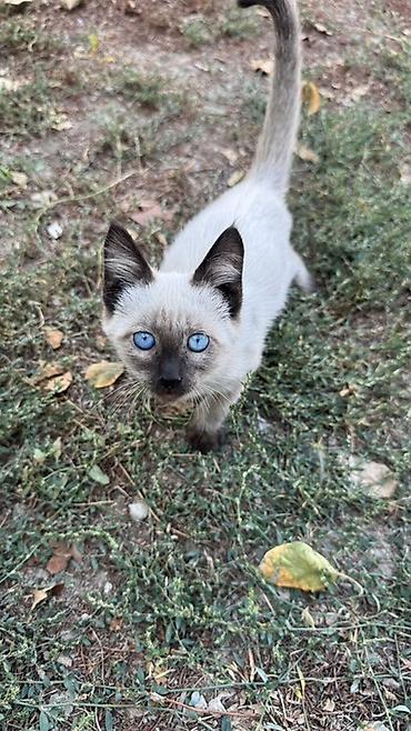 купить кота: Сиамская, 4 месяца, Мальчик, Приучена к лотку — 4