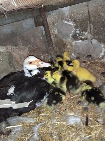 ətlik inək cinsləri: Dişi, | Lal ördək, Ətlik, Ünvandan götürmə, Pulsuz çatdırılma, Ödənişli çatdırılma