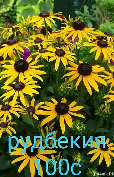 козий сыр: Продаю все саженцы которые вы видите на фото, также есть мята — 10