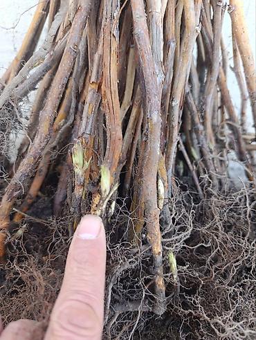 Tayberry saplings & cuttings: 🌿 Полана жана Полька 🌿( Оригинал сорт ) мөмөсу 🍇 Чон чон одборный — 9