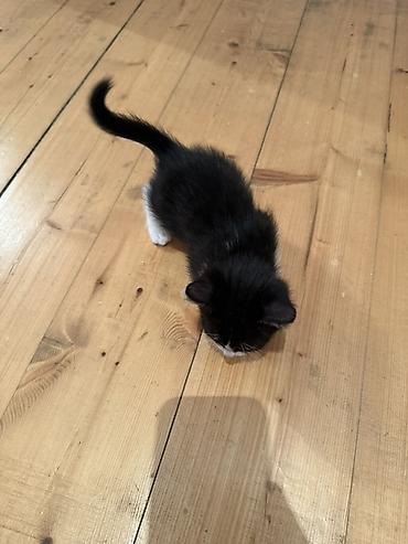 Pişiklər: Erkək, Dişi, Yaxşı əllərə — 3