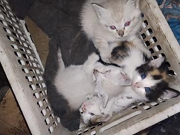 Котята домашние, помёт от короткошёрстной кошки. Окрас разный