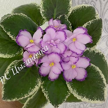 Фиалки и глоксинии: Фиалочки!!! Продам: 1. Укорененные черенки стандартных сортовых — 14