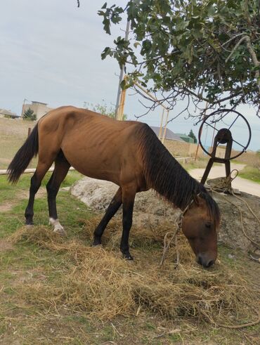 Inəklər, öküzlər: Satılır At at bide at araba ikisi bir yerde 1000aznQəhvəyi rəngli at