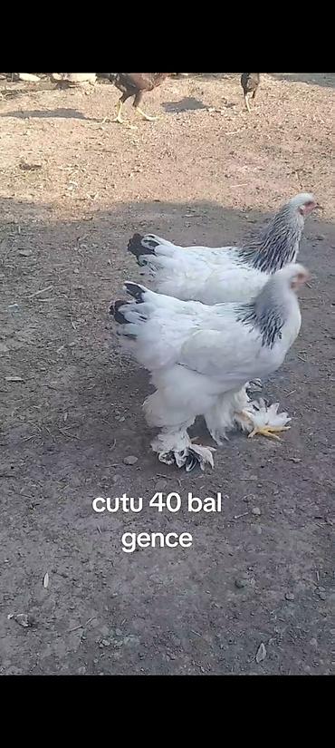 Toyuqlar: Toyuq, Brama, Damazlıq — 2