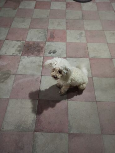 İtlər: Pudel, 9 ay, Erkek