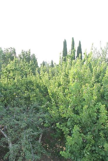 bine evləri: Geniş həyətli çoxfunksiyalı obyekt - İki mərtəbəli əsas korpus və — 7