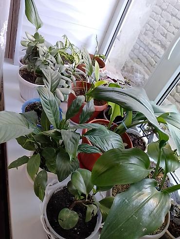 Каланхоэ: Джалал абад — 11