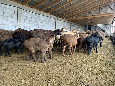 Баран, овца: Продаю | Овца (самка) | Для разведения | Матка — 5