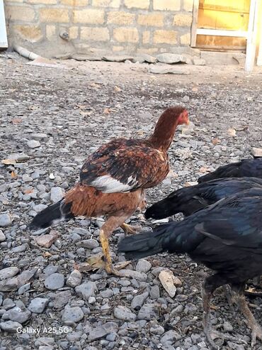 Toyuqlar: Heyratı çolpalar super cins,cavan saglam heyvanlardi -da lalafo.az — 7 Toyuqlar: Heyratı çolpalar super cins,cavan saglam heyvanlardi — 7