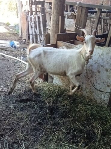 үй жаныбарлары: Продаю молочные козы и козлят . чистой породы есть дойные