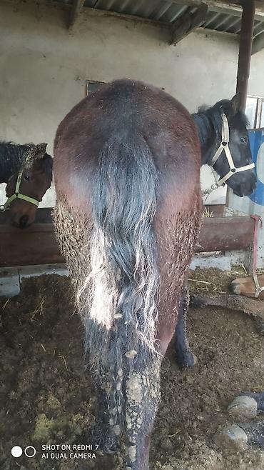 Лошади, кони: Продаю | Конь (самец) | Рабочий | Мерин — 8