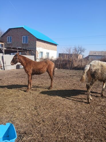 золотой лошадь пластырь: Продаю | Конь (самец) | Кара Жорго