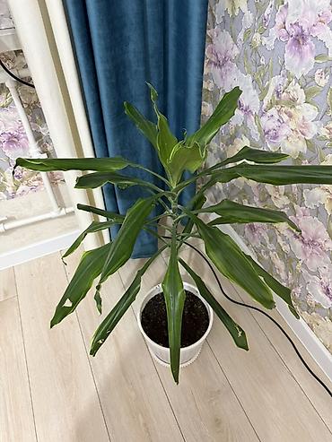 восточный: Комнатное растение: драцена (Dracaena fragrans/«драконово дерево») в — 1