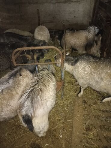 Козы, козлы: Продаю | Козёл (самец) | На забой — 2