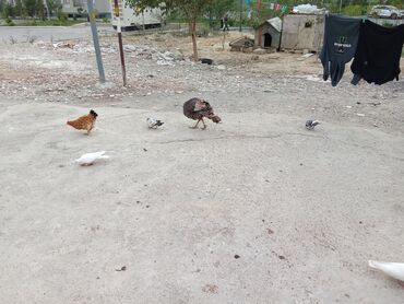 İtlər: Toyuq, Yumurtalıq