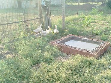 qaz ördek: Bir xoruz 4feredi sağlam heyvanlardi kom satilir — 4