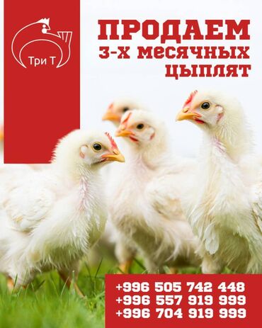 баня деревянный: Продаем трёхмесячных цыплят! Здоровые, крепкие, готовы к переезду в