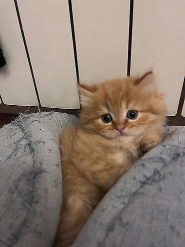 Pişiklər: Britan — 7