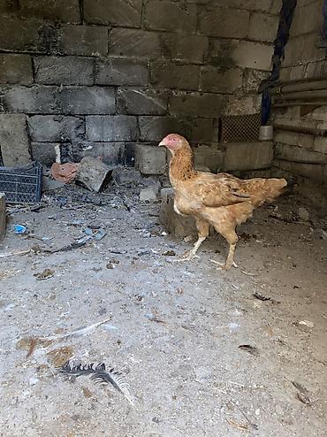 xoruzu: Xoruz, Heyratı, il: 1, Ünvandan götürmə, Ödənişli çatdırılma — 6