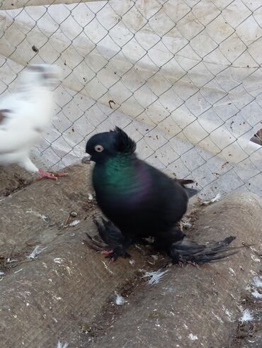 Göyərçinlər: Məhsul: Bəzək üçün fiqurlu göyərçinlər - Növ: Quyruğu geniş, yelpik — 10