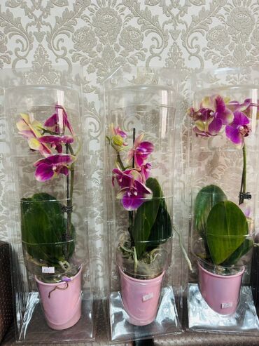 цветы бишкек комнатные: Орхидея фаленопсис в горшке - Живые растения с цветоносами: крупные