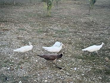 Tovuz quşları: Tovuzquşu balaları - Ağcabədi rayonunda yerləşir. - cütü 150 azndir -da lalafo.az — 16 Tovuz quşları: Tovuzquşu balaları - Ağcabədi rayonunda yerləşir. - cütü 150 azndir — 16