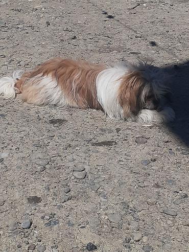 İtlər: Pekines, 5 ay, Erkek, Ödənişli çatdırılma — 3