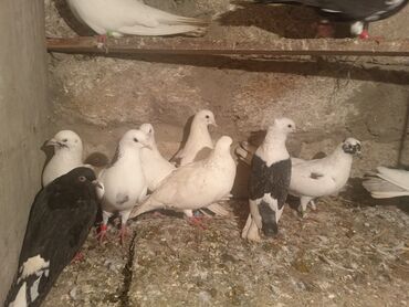 Göyərçinlər: Salam aleykum quşlar satılır tam sağlam uçan super quşlardı biri 5 -da lalafo.az — 3 Göyərçinlər: Salam aleykum quşlar satılır tam sağlam uçan super quşlardı biri 5 — 3