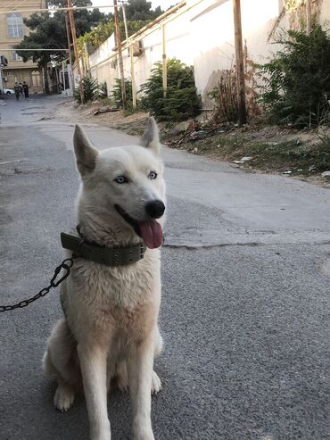 samoyed satilir: Xaski, 10 ay, Dişi, Ünvandan götürmə