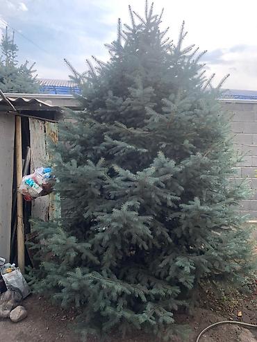 Ель голубая (Picea pungens, «голубая ель») — крупномер для сада и