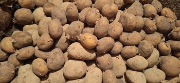 семена зерно: Семена и саженцы Картофеля, Самовывоз, Платная доставка
