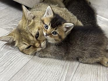 шотландский вислоухий котенок: Шотландские вислоухие котята (Scottish Fold) Два мальчика и две — 8