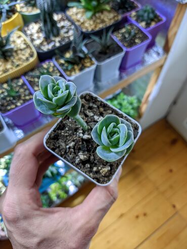 Otaq bitkiləri: Sukkulentlər. Sağlam və dözümlü bitkilərdi. Uzun müddət susuz qala — 1