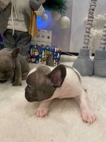 Psi: Francuski buldog štenci plave boje. Vakcinisani, spremni za novi dom na lalafo.rs — 6 Psi: Francuski buldog štenci plave boje. Vakcinisani, spremni za novi dom — 6