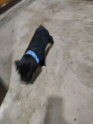 İtlər: 1 ay, Peyvəndli, Rayonlara çatdırılma, Ünvandan götürmə, Pulsuz çatdırılma — 30