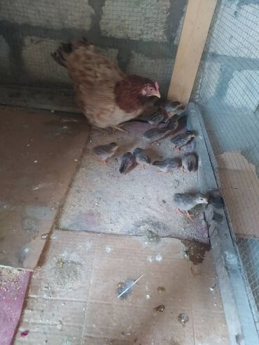ingilis setteri it cinsi digər adı: Səbzi ballari