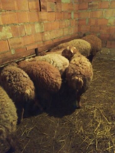 Quzu: 7disi 1erket 270 manat reyal alıcıya endirim olacaq .Fikri ciddi olan — 6