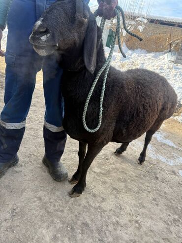 Бараны, овцы: Продаю | Баран (самец) | Эдильбаевская | Для разведения — 9