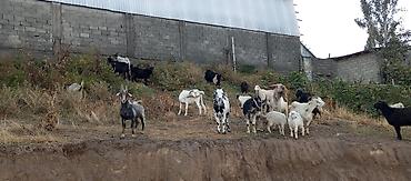Продам с/х животных: Продаю | Коза (самка), Козёл (самец) | Для разведения, Для молока | Племенные, Котные — 5