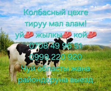 Коровы, быки: Продаю | Корова (самка), Бык (самец), Тёлка