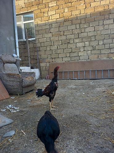 labrador satilir: 1 illikdi turk cinsidi. satmaqda sebeb tek qalib. fereler kurt yatib — 2
